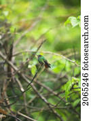 Scintillant, hummingbird