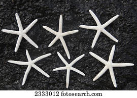 Starfish on volcanic rock;Honolulu hawaii united states of america