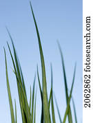 Tops Of Cooking Onions In Organic Garden, Manitoba, Canada