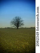 Tree In Middle Of Field, Saskatchewan, Canada