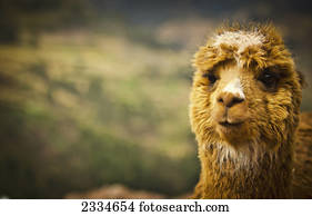 um, Llama;, cuzco, peru
