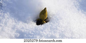 um, rhododendron, broto, emergir, através, a, snow;England