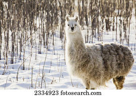 único, lhama, em, neve coberta, treed, area;Alberta, canadá
