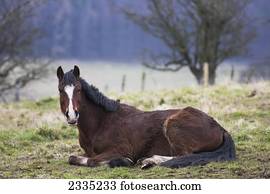 A horse laying down on the grass in a field; Northumberland, England