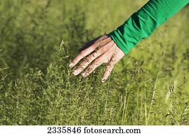 A woman's hand touching the tops of tall grasses