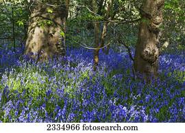 Abundance of bluebells on the forest floor; Kent, England