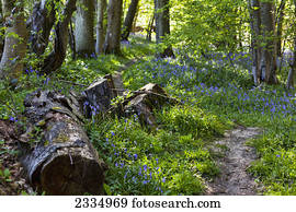 Footpath and an abundance of bluebells in the woods; Kent, England