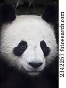 panda, (Ailuropoda, melanoleuca);, china