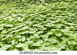 um, campo, de, shamrock, clovers;, califórnia, estados unidos américa