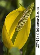 repolho gambá, flores, em, pantanoso, areas;, astoria, oregon, estados unidos américa