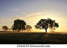 agricultura, -, amadurecer-se, trigal, ligado, um, nebuloso, manhã, em, amanhecer, com, vale, carvalho, árvores, em, a, campo, /, perto, bosque, califórnia, USA.