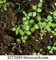 agricultura, -, ervas daninhas, comum, chickweed, (Stellaria, media), seedlings, /, ontário, Canada.