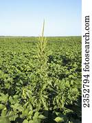 Agriculture - Mature Glyphosate-resistant Palmer pigweed (Amaranthus palmeri) aka. Palmer Amaranth, Carlessweed, in Roundup Ready cotton. With an infestation of this resistant weed at this low population, it would be to the farmers advantage to have fiel