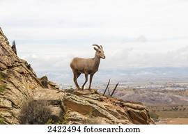 Desert Bighorn sheep (Ovis canadensis) ewe standing on a rock outcrop with the city of Grand Junction in the background; Grand Junction, Colorado, United States of America