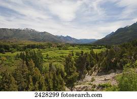 Lush foliage in a mountainous landscape, Chubut Province, Argentina