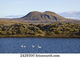 Swans swimming in a lake with majestic Icelandic topography in the background; Iceland