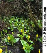 um, repolho gambá, remendo, grows, em, sul, Slough;, charleston, oregon, estados unidos américa