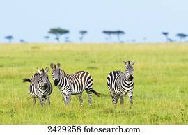 zebras, ligado, a, serengeti, plains;, áfrica sul