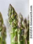 An array of asparagus spears on a white background; Ontario, Canada