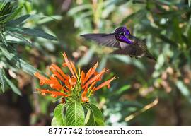 Costas KoIin-Stadion (calypte), Sonoran-Wüste, Arizona, Arizona, USA, USA, USA