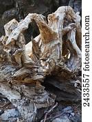 Driftwood off the shore, Turnagain Pass; Alaska, United States of America