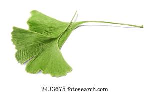 Green fan shaped leaves on a white background