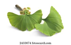 Green leaves with flower buds on a white background