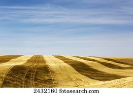 um, colina rolante, stubble, campo, com, colheita, linhas, azul, céu, com, nebuloso, clouds;, alberta, canadá