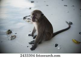 um, macaco, senta-se, ligado, um, de, a, praias, de, koh phi phi, ilha, em, a, andaman, Sea;, tailandia