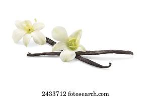 Vanilla flower and vanilla bean on white background