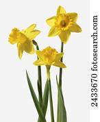Yellow daffodils on a white background