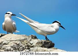 Fiji, Black-Naped Tern, Sterna Sumatrana.