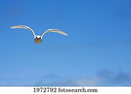 Fiji, Black-Naped Tern, Sterna Sumatrana.