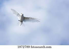 Fiji, Black-Naped Tern, Sterna Sumatrana.