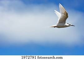 Fiji, Black-Naped Tern, Sterna Sumatrana.