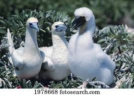 Hawaii, Tern Island, Family Of Red-Footed Boobies.