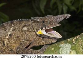 Lesser Chameleon (Furcifer Minor), Marozevo, Toamasina Province, Madagascar