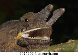 Lesser Chameleon (Furcifer Minor), Marozevo, Toamasina Province, Madagascar