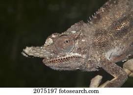 Lesser Chameleon (Furcifer Minor), Marozevo, Toamasina Province, Madagascar