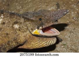 Lesser Chameleon (Furcifer Minor), Marozevo, Toamasina Province, Madagascar