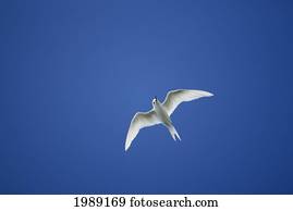 Micronesia, Marshall Islands, Common Fairy-Tern Or White Tern (Gygis Alba) In Flight.