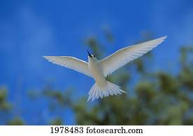Northwest Hawaiian Islands, Midway Atoll, White Tern (Gygis Alba Rothschildi) In Flight.