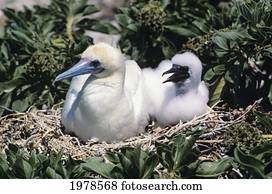 Tern Island, Red-Footed Booby Adult And Chick (Sula Sula Rubripes).
