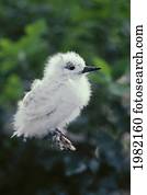 USA, Hawaii, Northwest Hawaiian Islands, Common Fairy Tern chick (Gygis alba) also called White Tern in Midway Atoll National Wildlife Refuge ; Midway Island