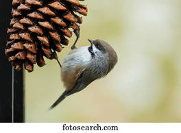 A small bird clings to a pine cone; Alaska, United States of America