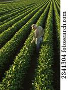 Agriculture - A farmer examines his healthy mid growth soybean field in midsummer / Central Iowa, USA.