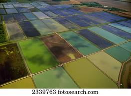 Agriculture - Aerial view of rice fields in various flood stages / near Point Barre, Louisiana, USA.