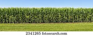 Agriculture - Sideview of a stand of mid growth grain corn, fully tasseled with developing ears / Iowa, USA.