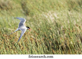 Arctic tern (Sterna paradisaea) flies near it's nest in the Potter Marsh area, South of Anchorage, south-central Alaska; Alaska, United States of America