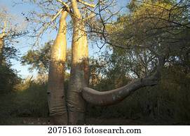 Baobab At Reniala Reserve, Mangily, Toliara Province, Madagascar
